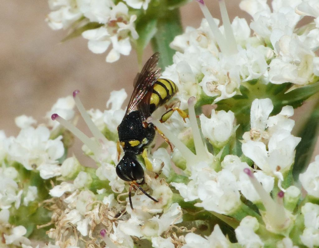 maschio di Lestica clypeata (Crabronidae)